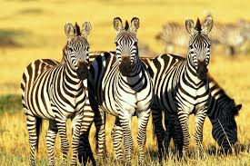 Zebra alongside the migration