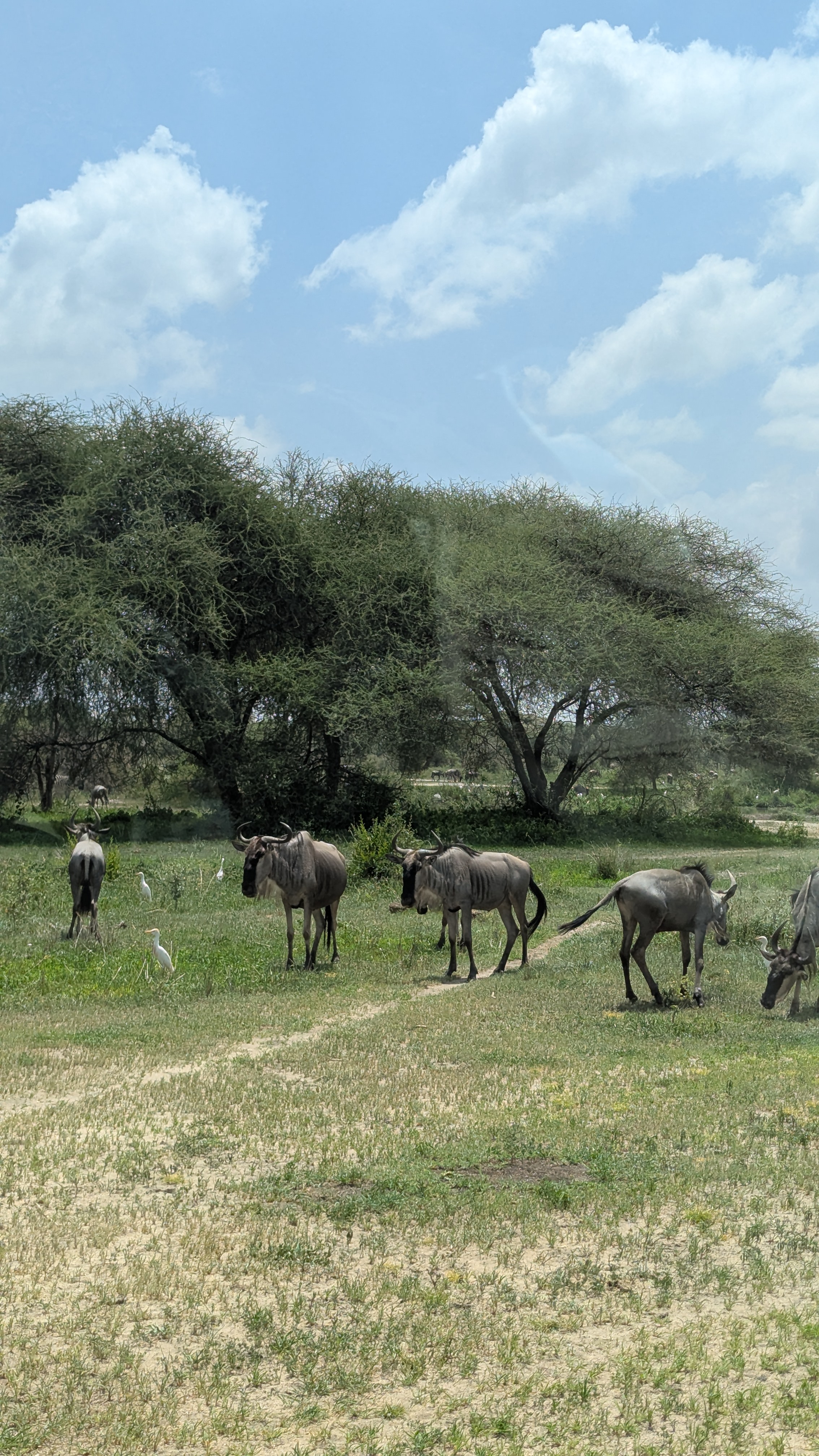 Tarangire & Ngorongoro Crater