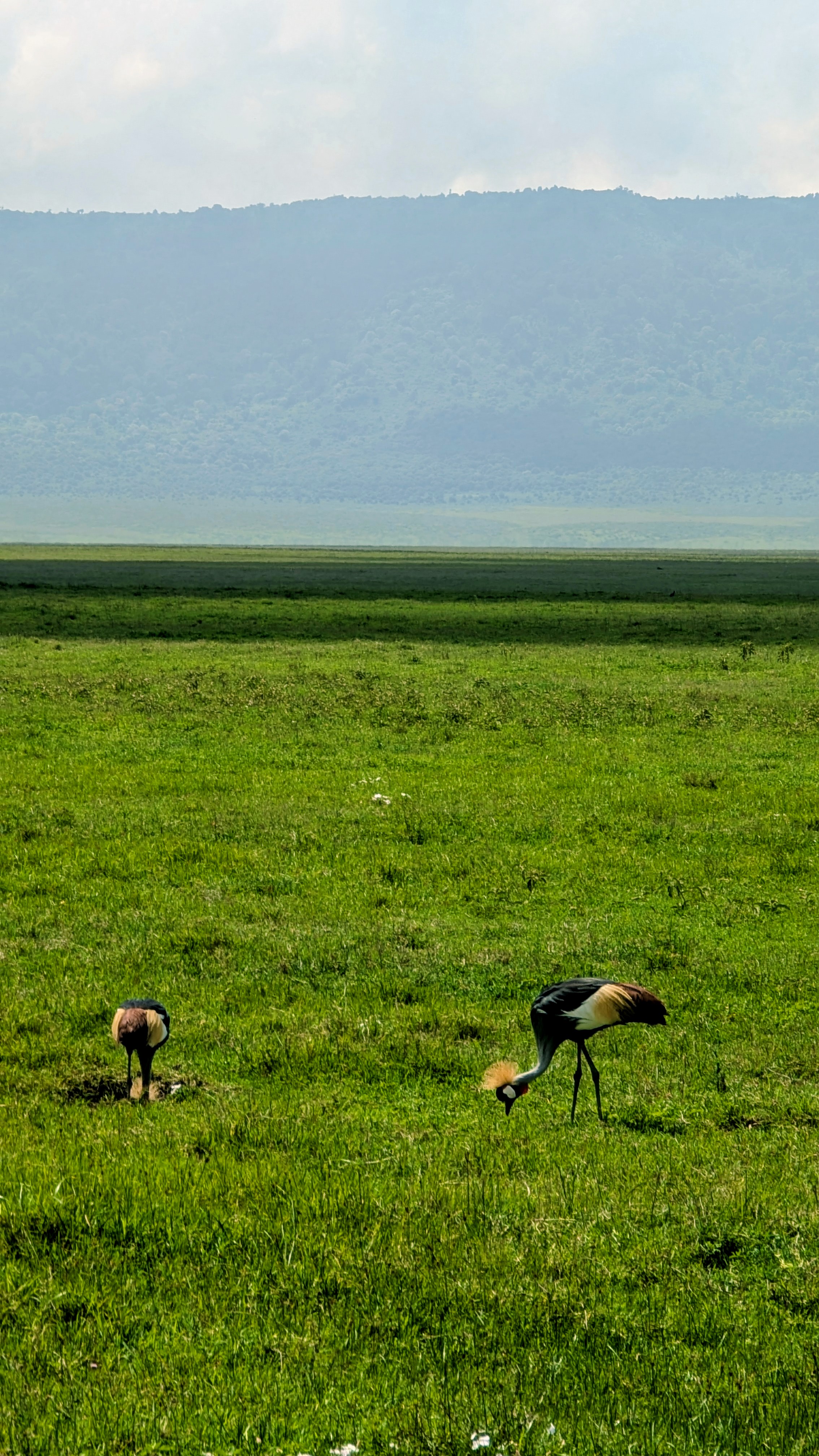 Lake Manyara, Ngorongoro & Tarangire