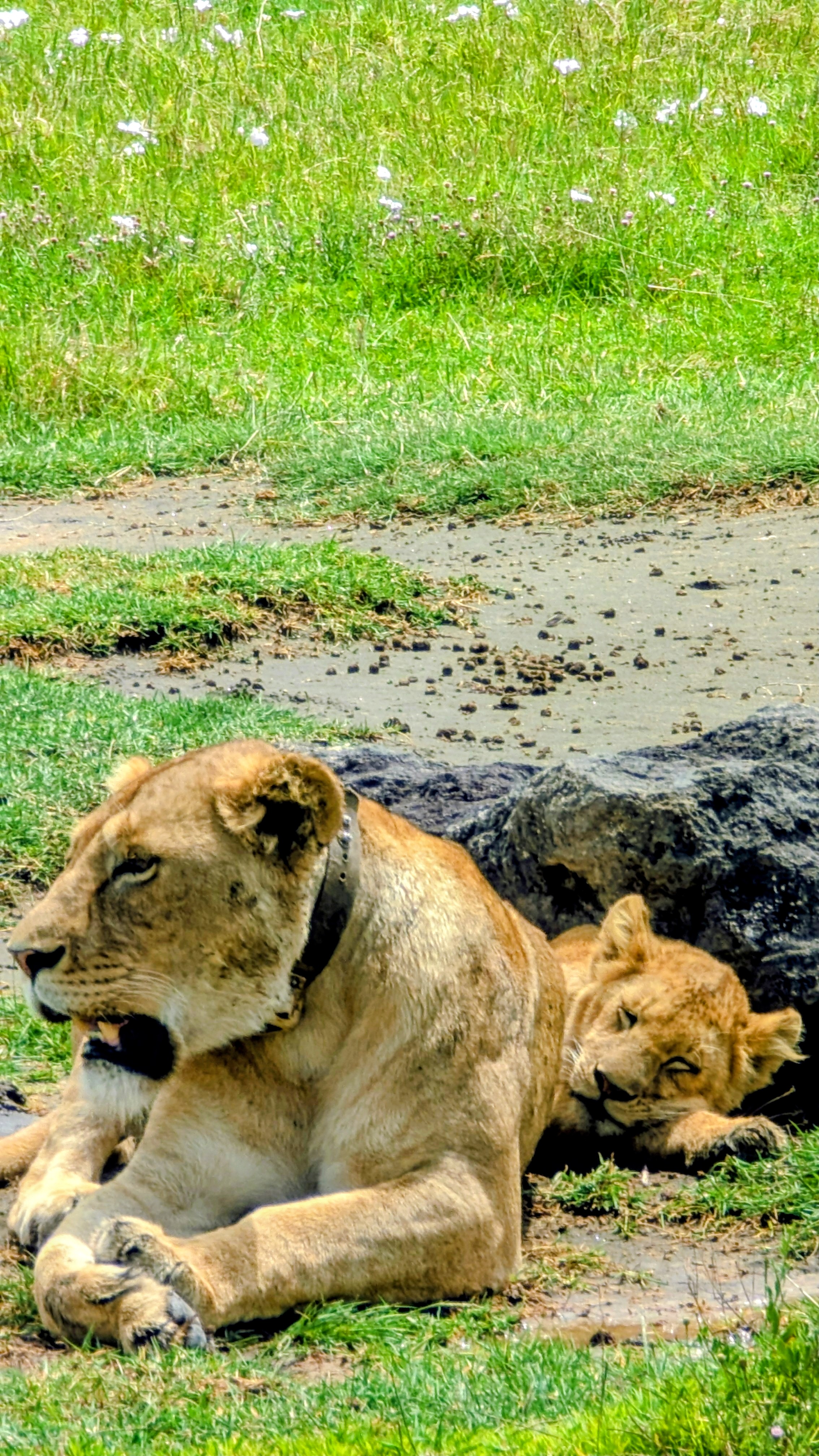 Lake Manyara, Ngorongoro & Tarangire
