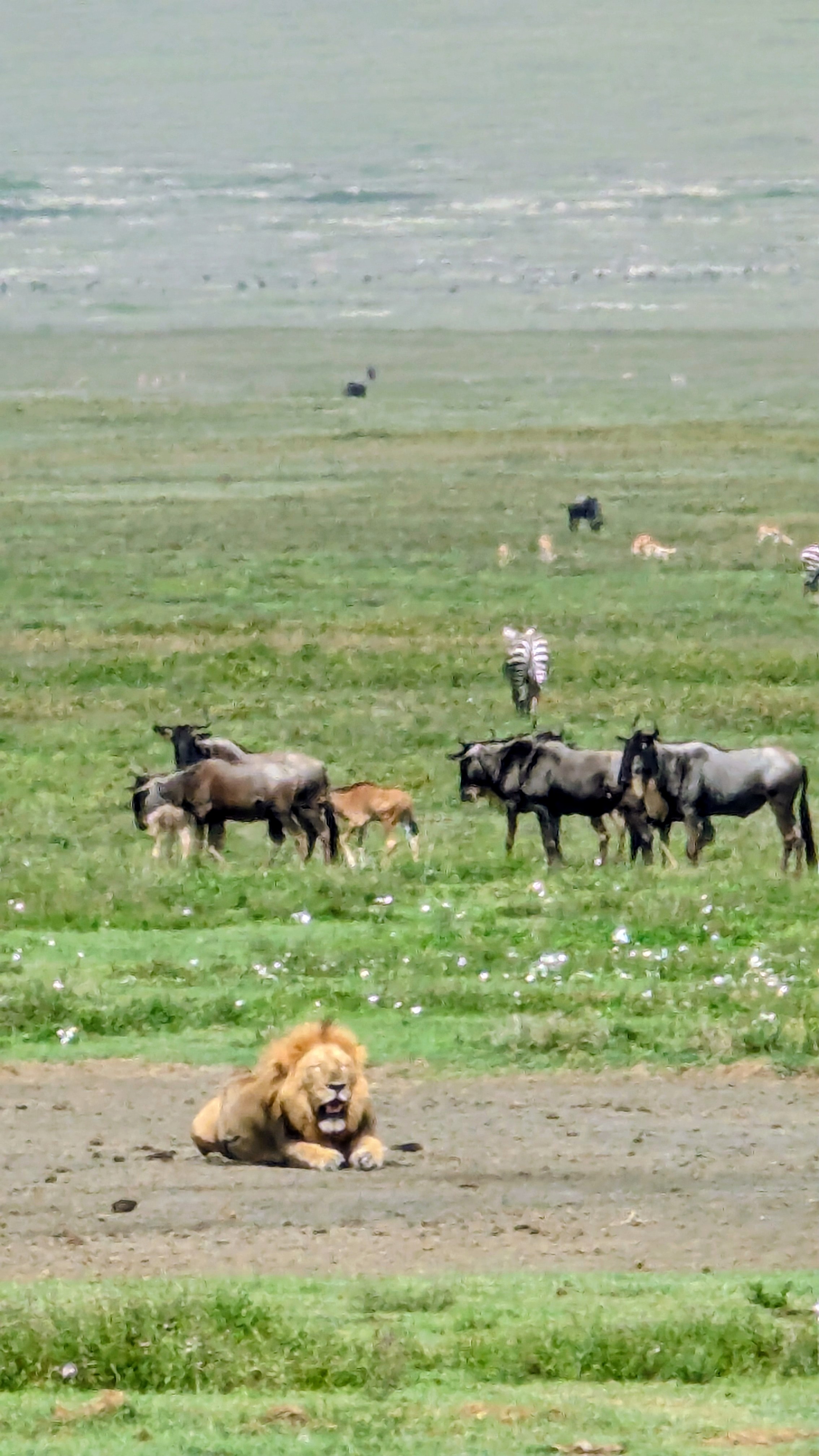 Lake Manyara, Ngorongoro & Tarangire